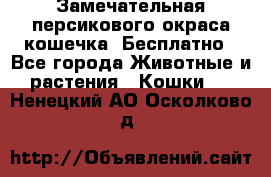Замечательная персикового окраса кошечка. Бесплатно - Все города Животные и растения » Кошки   . Ненецкий АО,Осколково д.